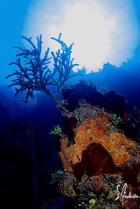 This image was taken this week during a dive at Tunnel Wa... by Steven Anderson 